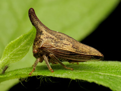 Thelia bimaculata