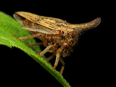 Thelia bimaculata