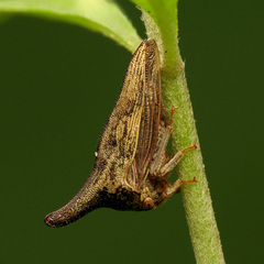 Thelia bimaculata