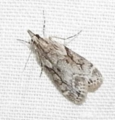 Eudonia rectilinea