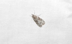 Eudonia rectilinea