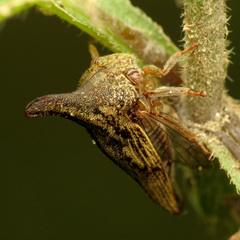 Thelia bimaculata