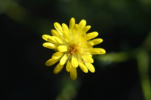 Image of Calotis erinacea by (c) Kym Nicolson, some rights reserved (CC BY)