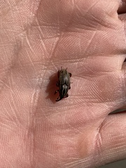 Sphenophorus australis