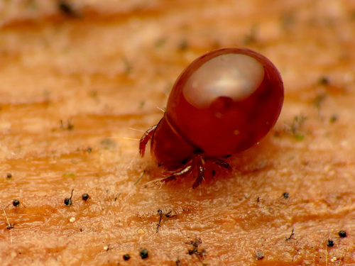 Phthiracaridae