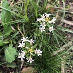 Lysimachia candida