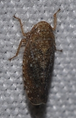 Phlepsius intricatus