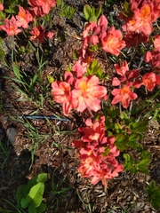 Rhododendron