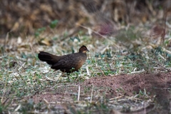 Galloperdix lunulata