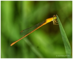 Ceriagrion rubiae