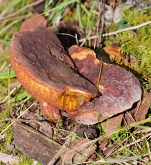 Boletus barragensis