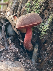 Boletus barragensis