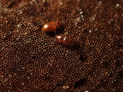 Coleoptera