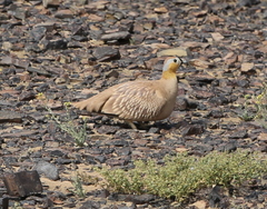 Pterocles coronatus