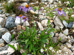 Aster flaccidus