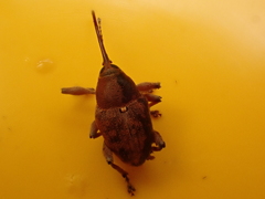 Curculio