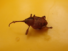 Curculio