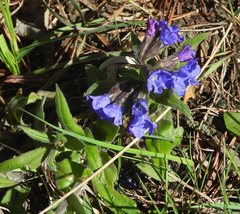 Pulmonaria australis