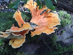 Laetiporus versisporus