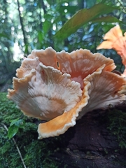 Laetiporus versisporus