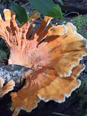 Laetiporus versisporus