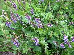 Astragalus norvegicus