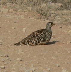 Pterocles lichtensteinii