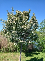 Crataegus × lavallei