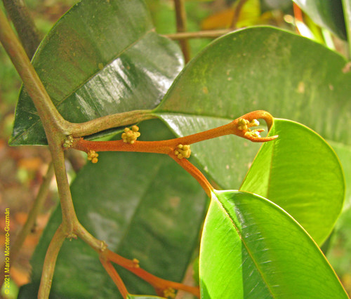 Chrysophyllum cainito - Flowers