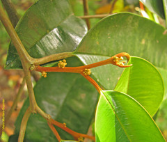 Chrysophyllum cainito image