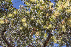 Melaleuca nervosa