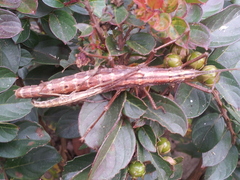 Anisomorpha ferruginea