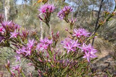 Calytrix microcoma