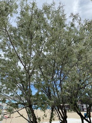 Elaeagnus angustifolia