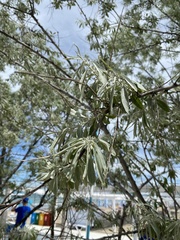 Elaeagnus angustifolia