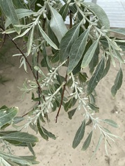 Elaeagnus angustifolia