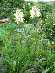 Pedicularis compacta