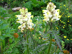 Pedicularis compacta