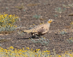 Pterocles senegallus
