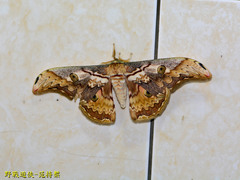 Rinaca thibeta okurai