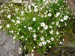 Cerastium pusillum