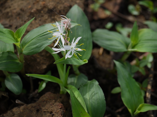 safed musli (Chlorophytum borivilianum)