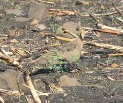 Pterocles gutturalis