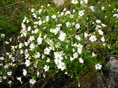 Cerastium pusillum