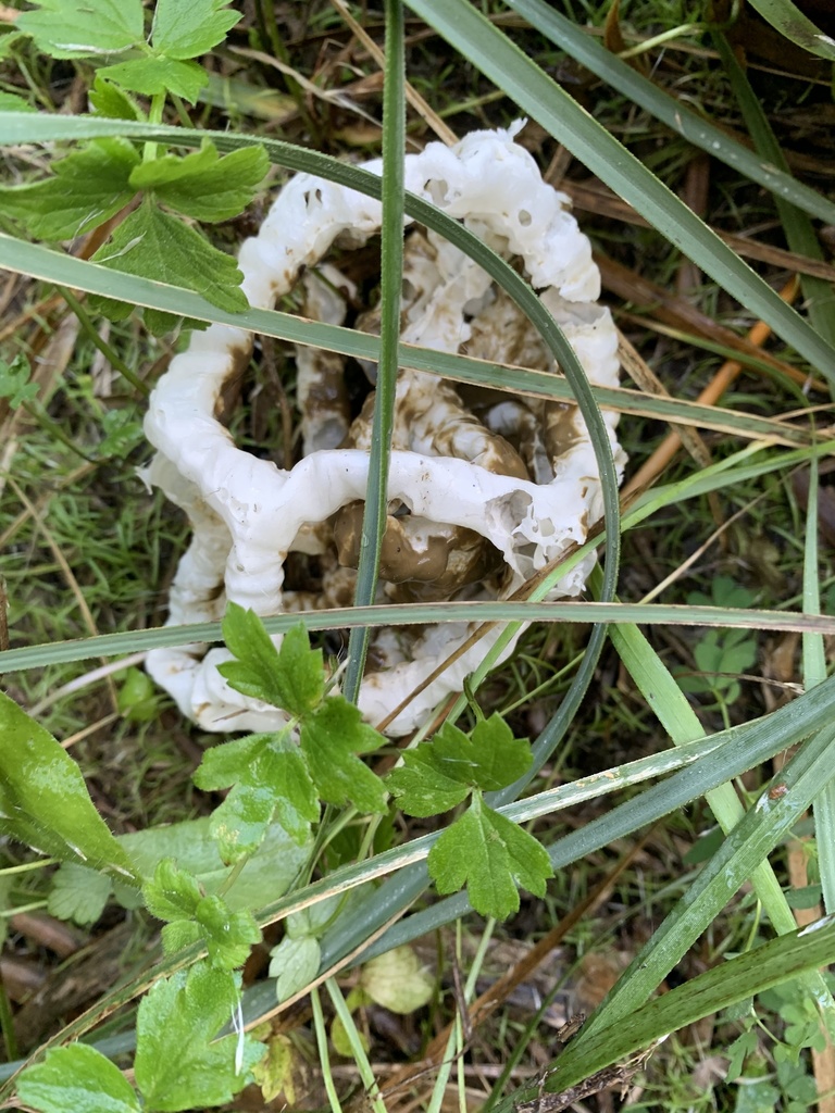 white basket fungus from Auckland, Gulf Harbour, Auckland, NZ on May 20