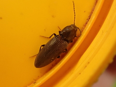 Elateridae