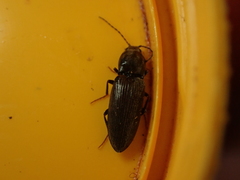 Elateridae