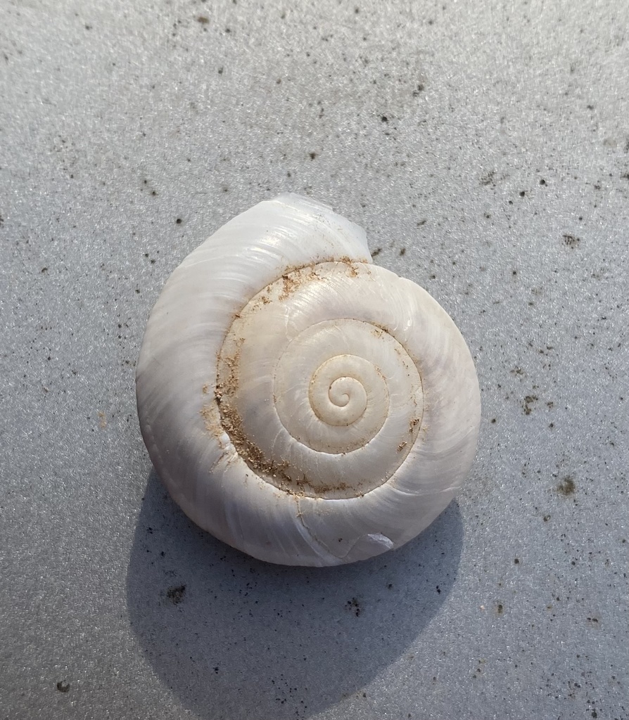 Cupedora meridionalis