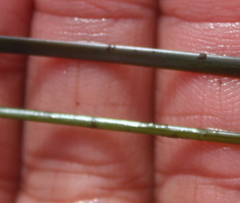 Phyllospadix scouleri