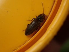 Elateridae